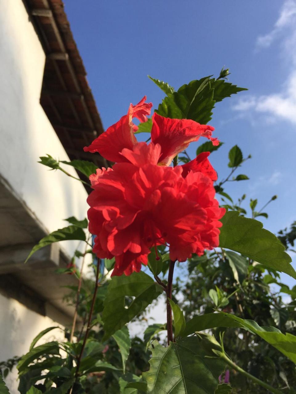 Sunshine Cafe Daire Tangalle Dış mekan fotoğraf